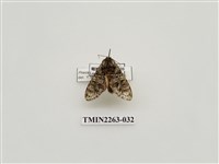 藏品(夙舟蛾屬)的圖片